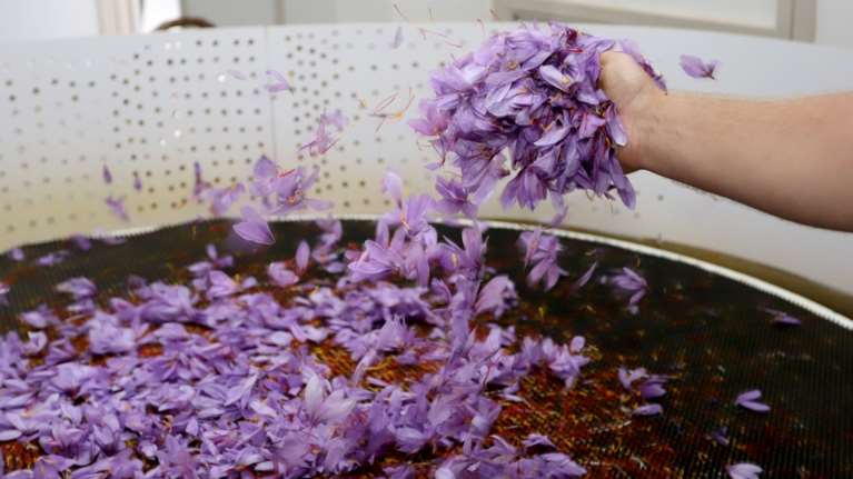 Κρόκος, το χρυσάφι της κοζανίτικης γης	- Ολόκληρη η διαδικασία μαζέματος που διαρκεί 25 ημέρες [εικόνες]