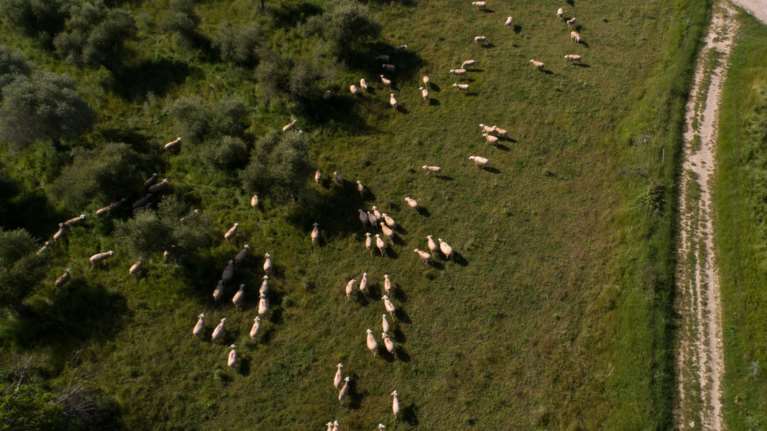 Εντείνονται τα μέτρα για την ευλογιά των προβάτων: Απαγορεύεται η μετακίνηση των αιγοπροβάτων για δέκα μέρες