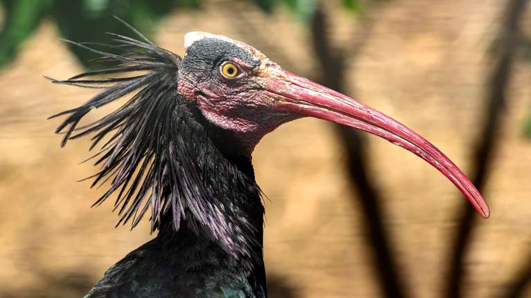 Σάρωσε και το Αττικό Πάρκο η κακοκαιρία Ελπίς: Σπάνια είδη πουλιών δραπέτευσαν από τα κλουβιά τους