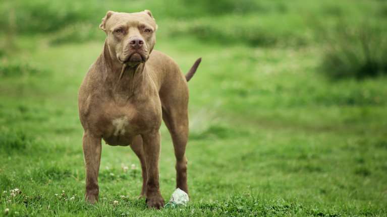 &quot;Βρείτε αποδείξεις κι ελάτε να με κλείσετε μέσα&quot; λέει ο ιδιοκτήτης που τον κατηγορούν ότι βάζει το πίτμπουλ του να σκοτώνει γάτες