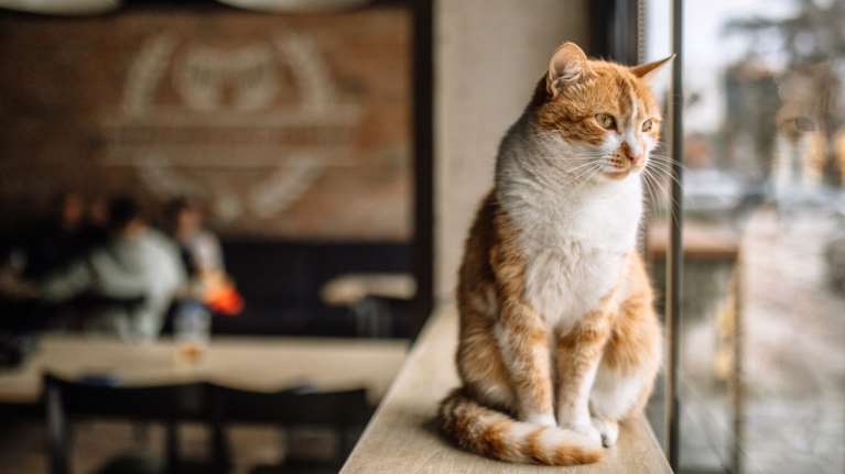 Θεσσαλονίκη: Βούτηξε το κεφάλι γάτας σε ποτήρι με μπίρα - Του ασκήθηκε δίωξη