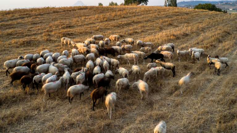 "Μάχη 10 ημερών" για να ανακοπεί η διάδοση ευλογιάς στα αιγοπρόβατα - "Καμπανάκι" από Τσιάρα