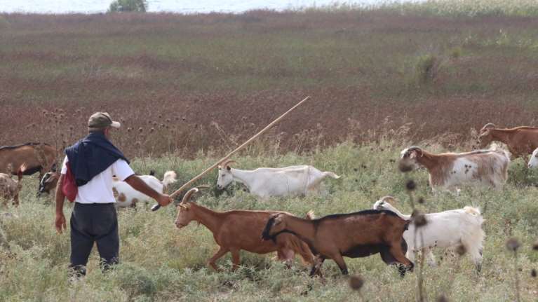 Ρέθυμνο: Μπήκε στο μαντρί και έσφαξε 17 κατσίκες επειδή είχε διαφορές με τον κτηνοτρόφο