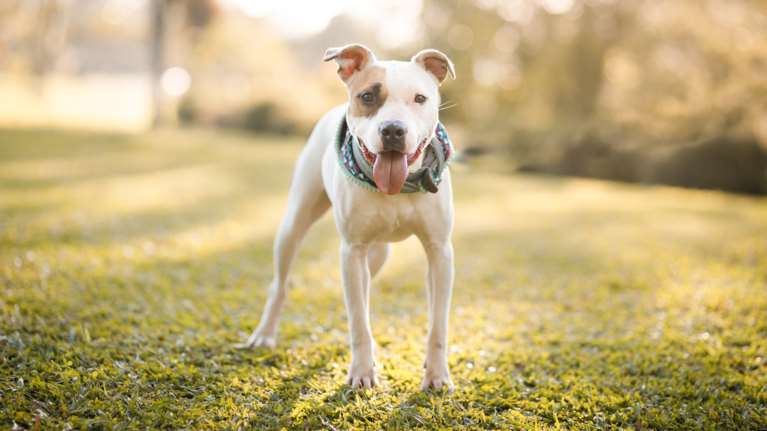 Επίθεση πιτ μπουλ στη Λούτσα: Ο 11χρονος έκανε τον λιπόθυμο για να σταματήσει να τον δαγκώνει στο κεφάλι [βίντεο]