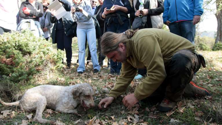 Ξεκινά το κυνήγι της τρούφας στα Μετέωρα- Η απόλυτη απόλαυση των καλοφαγάδων