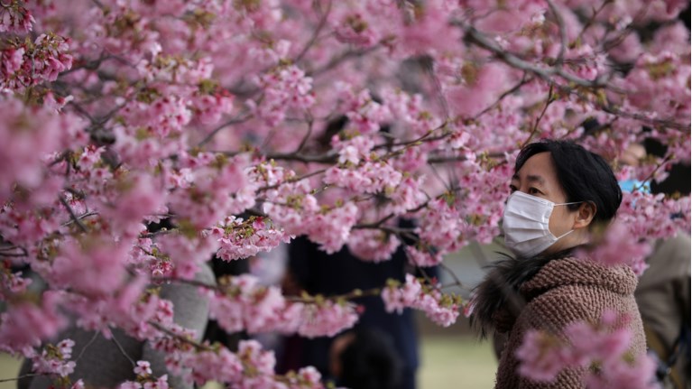 CHERRY BLOSSOM