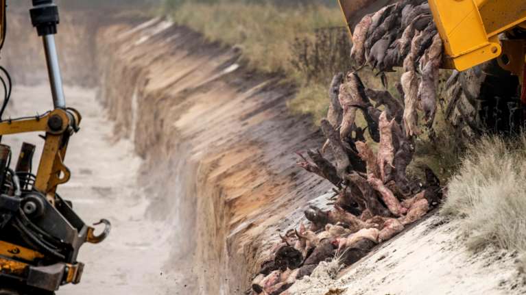 Ανησυχία με τα κορονο-βιζόν στην Κοζάνη: Προς θανάτωση 2.500 ζώα - Μεταλλάσσουν και ξαναμεταδίδουν τον ιό στον άνθρωπο