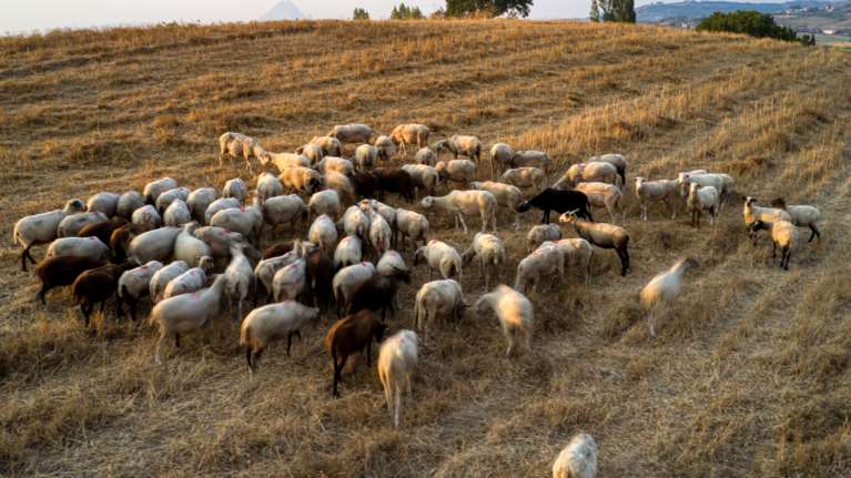 Οι απλήρωτοι αγρότες, νέος πονοκέφαλος για το Μαξίμου: Δεν καταβάλλονται οι επιδοτήσεις λόγω του σκανδάλου του ΟΠΕΚΕΠΕ