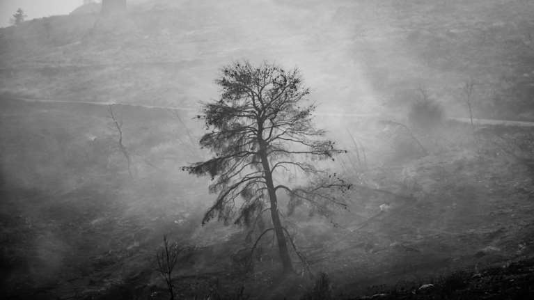 Ραφήνα: Αλλοδαπός συνελήφθη για εμπρησμό για 2η φορά μέσα σε 14 μέρες - Ήταν ελεύθερος με αναστολή