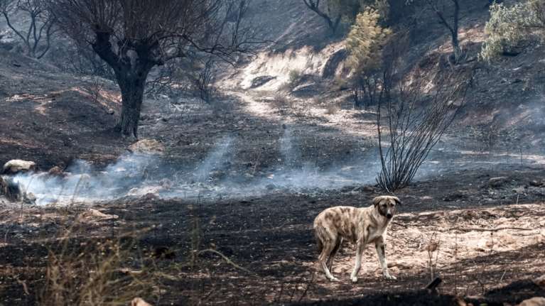 Τέσσερις προσαγωγές υπόπτων για τις φωτιές σε Αυλώνα και Μενίδι - Υπό πλήρη έλεγχο η νέα εστία στον Αυλώνα