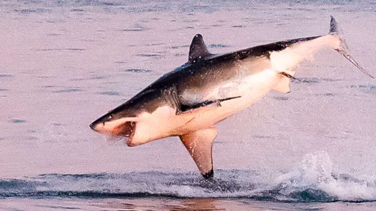 Καρχαρίας της Γροιλανδίας ξεβράστηκε στην Καραϊβική - Σοκ για τους επιστήμονες η &quot;τροπική&quot; βόλτα του άρχοντα των πάγων