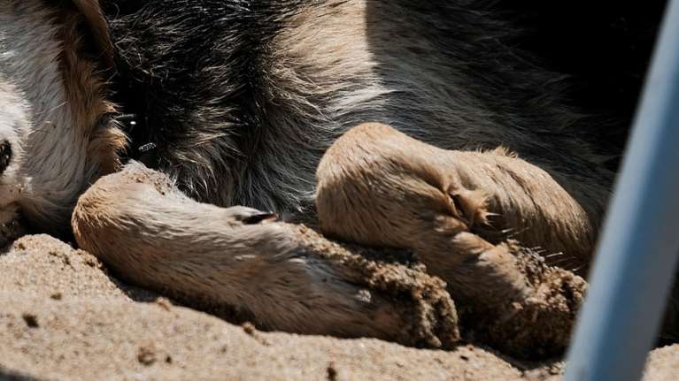 Βόλος: Ανδρας χτυπούσε ανελέητα στο κεφάλι τον σκύλο του - Νεαρές τον κατήγγειλαν και τον κυνήγησαν για να μη φύγει