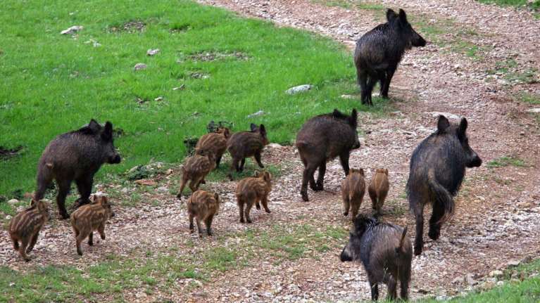 Λάρισα: Λεωφορείο του ΚΤΕΛ συγκρούστηκε με αγέλη αγριογούρουνων στο Σαραντάπορο