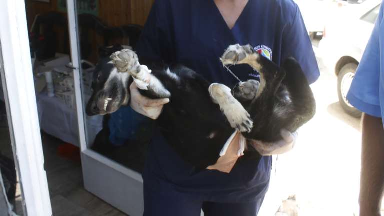 Νέα απεργία των κτηνιάτρων την Τετάρτη 21 Φεβρουαρίου