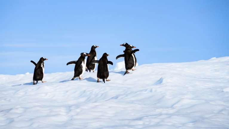 Το τερμάτισε ο Τραμπ: Επέβαλε δασμούς και σε νησιά που φιλοξενούν μόνο... πιγκουίνους