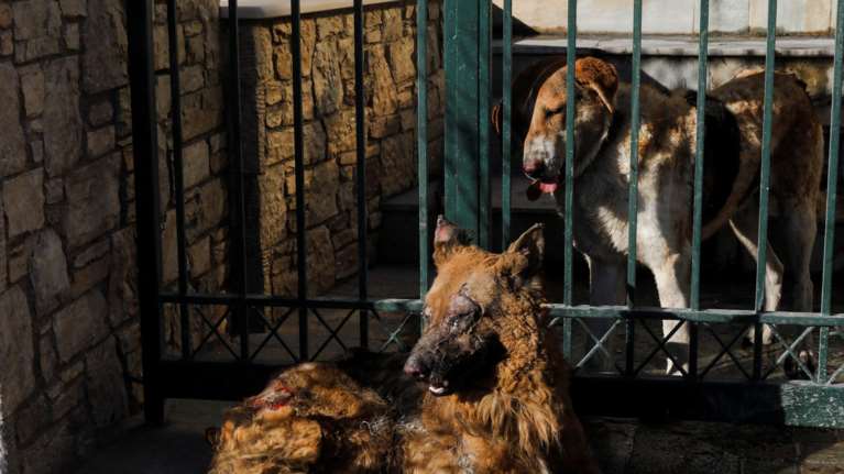 Reuters: Η φωτογραφία με το καμένο σκυλί στην Παλλήνη που συγκλονίζει