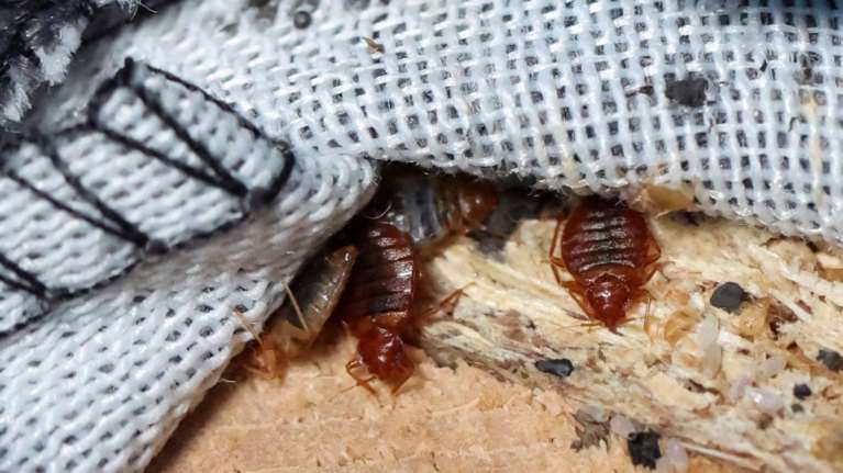 Σε έξαρση οι κοριοί: Τρόποι για να αντιμετωπίσετε το πρόβλημα στο σπίτι σας