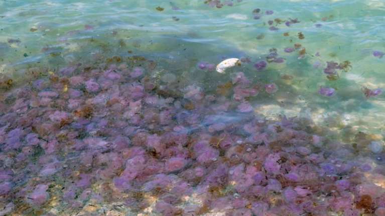 Μωβ μέδουσες: Πόσο επικίνδυνες είναι για τα μικρά παιδιά - Τι κάνουμε αν μας τσιμπήσουν