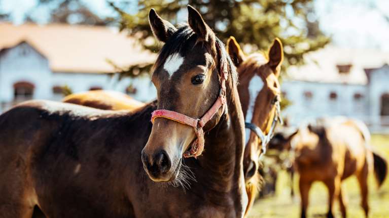Κτηνωδία στα Γρεβενά: Πάνω από 700 κιλά κρέατος αφαίρεσαν από τα άλογα - Τα ακρωτηρίασαν και τα τεμάχισαν