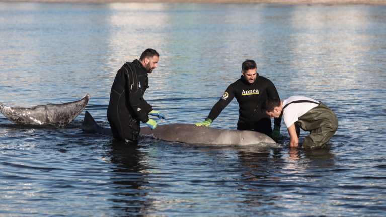 Από τι πέθανε ο &quot;Σωτήρης&quot;: Τα αποτελέσματα της νεκροψίας για τη νεαρή φάλαινα - Θα αποτεφρωθεί ο ζιφιός