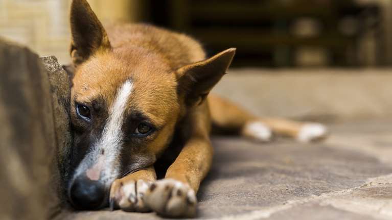 Φρίκη στην Πάτρα: Πυροβόλησε σκύλο εξ επαφής - Αναζητείται από την αστυνομία