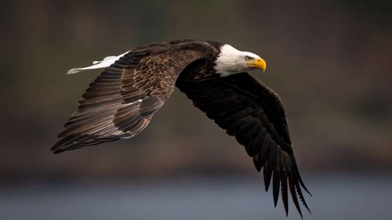 Νορβηγία: Βασιλικός αετός επιτέθηκε σε κοριτσάκι 20 μηνών - Μητέρα και γείτονας πάλεψαν με το αρπακτικό πουλί