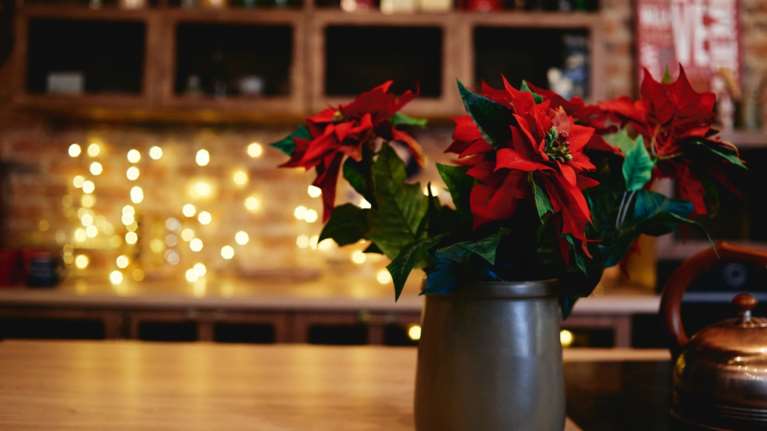 Αλεξανδρινό, το λουλούδι των Χριστουγέννων: Οι 4+1 τρόποι για να το κρατήσετε &quot;ζωντανό&quot; μετά τις γιορτές