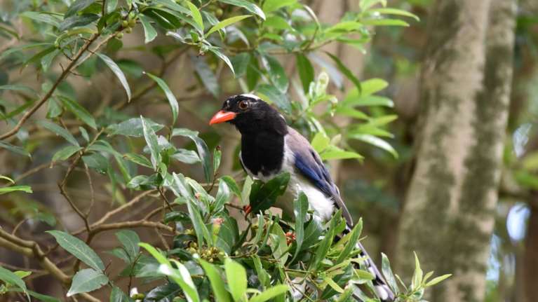 Ασύλληπτη τραγωδία στην Αυστραλία: Βρέφος πέθανε μετά από επίθεση καρακάξας
