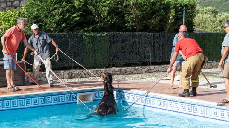 Κεφαλονιά: Αλογο έπεσε σε... πισίνα ξενοδοχείου - Μεγάλη επιχείρηση για να το βγάλουν έξω [εικόνες]