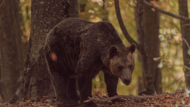 Οι συναντήσεις ανθρώπων με αρκούδες που αποδείχθηκαν θανάσιμες [βίντεο]