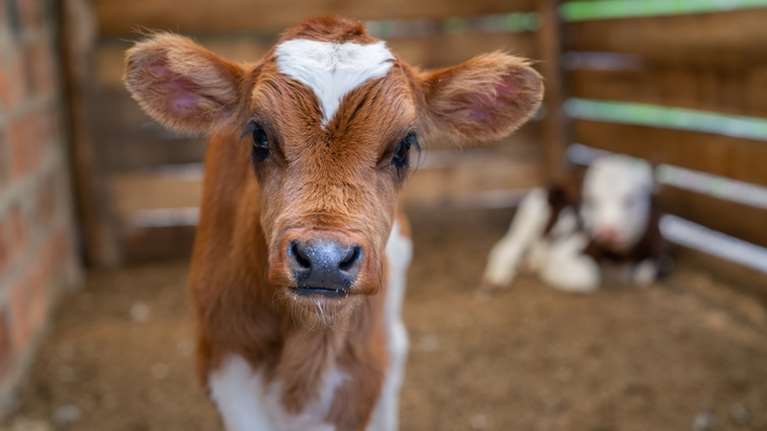 Λάρισα: Έκλεψε 19 μοσχάρια μαζί με τις ζωοτροφές τους - Τα μετέφερε στο αγρόκτημά του