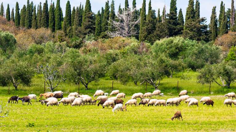Συναγερμός για τα κρούσματα πανώλης στα αιγοπρόβατα - Περίπου 9.000 ζώα έχουν θανατωθεί [βίντεο]