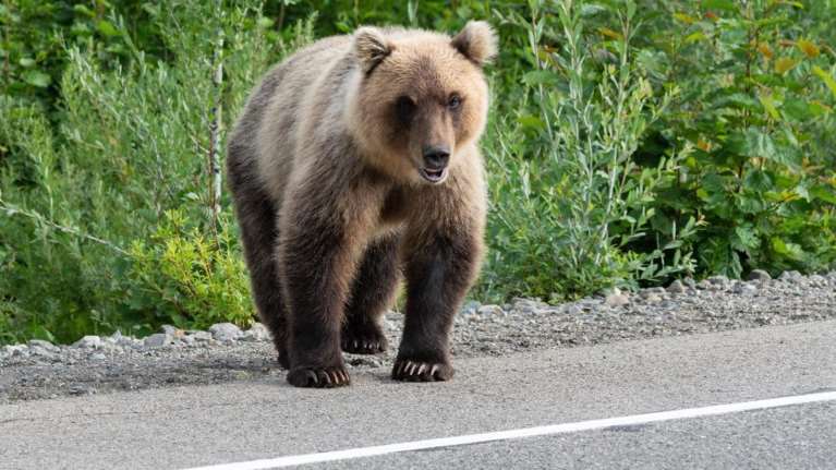 Αρκούδα στα Τρίκαλα: Βγήκε... βόλτα στο χωριό Κρανιά [βίντεο]