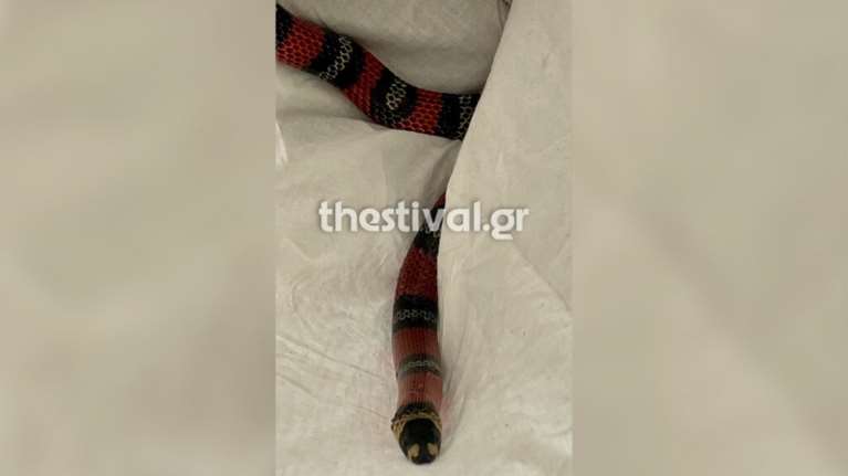 Θεσσαλονίκη: Φίδι έσπειρε τον πανικό μέσα σε λεωφορείο του ΚΤΕΛ - Το ξέχασε επιβάτιδα