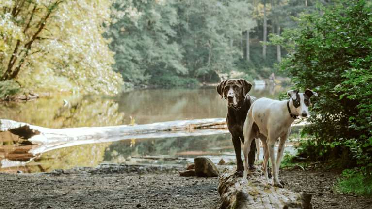 Χαλκιδική:  Σύλληψη 40χρονου μετά από καταγγελία για κακοποίηση ζώων	- Τα είχε χωρίς νερό και τροφή, βρέθηκε το ένα νεκρό