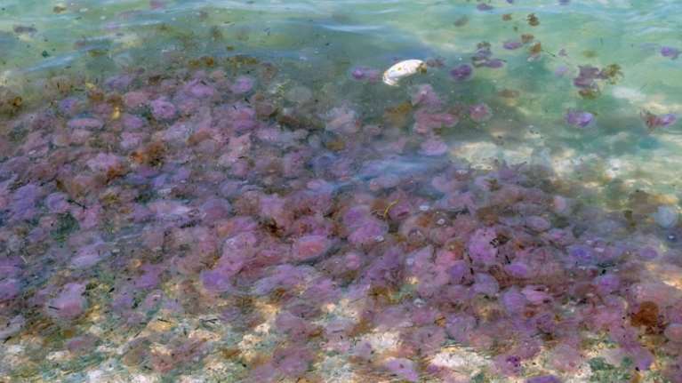 Οι μωβ μέδουσες έφτασαν και στην Εύβοια - Τις εντόπισαν λουόμενοι στις Αλυκές [εικόνες]