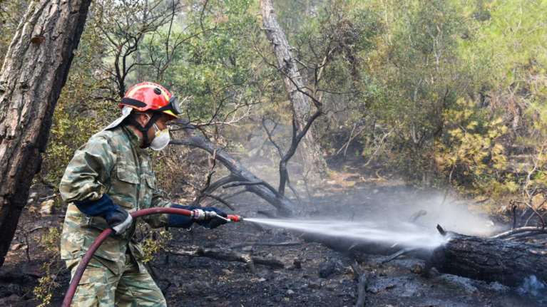 Δασολόγος εξηγεί για τη φωτιά στον Έβρο: Κάτι δεν κάνουμε σωστά - Δεν φτάνει η πρόληψη [βίντεο]