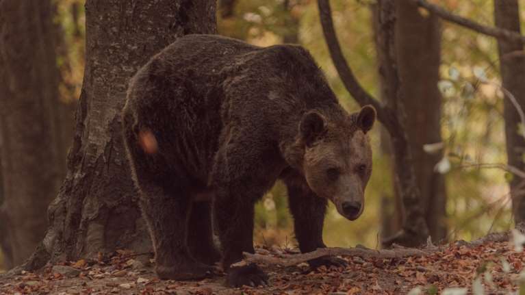 Ιταλία: Αναβλήθηκε η θανάτωση καφέ αρκούδας που είχε σκοτώσει έναν 26χρονο στις Άλπεις