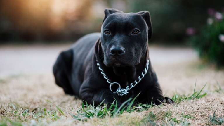 Τρόμος σε χωριό του Αγρινίου: Πίτμπουλ το έσκασε από αυλή - Μάχη με αδέσποτο και ηλικιωμένη