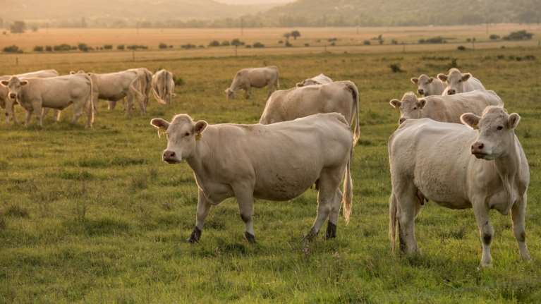 Σέρρες: Χειροπέδες σε κτηνιάτρους και ιδιώτες - Πώς εξαπατούσαν το Δημόσιο με ψευδή πιστοποιητικά σφαγής ζώων