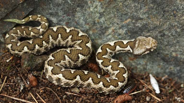 Αυστρία: 90 ερπετά βρέθηκαν μέσα στις αποσκευές ενός ταξιδιώτη στο αεροδρόμιο της Βιέννης