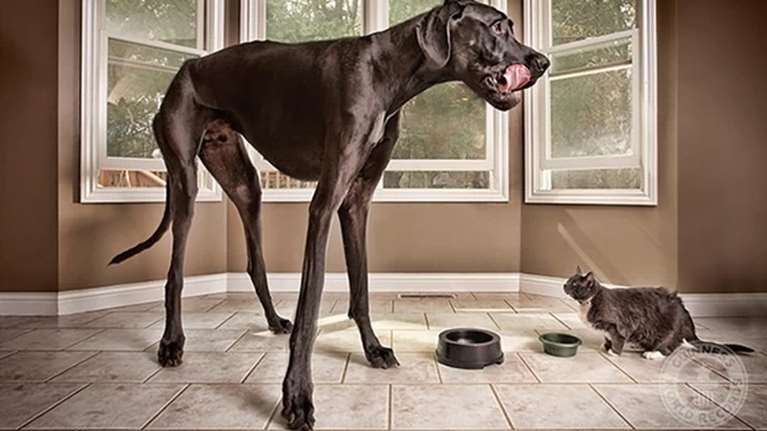 Guinness World Records: Αυτές είναι οι πιο περίεργες φωτογραφίες από το αρχείο του