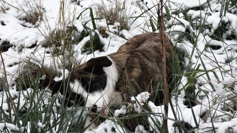 Από καλοκαίρι… χειμώνας: &quot;Ουκρανικός χιονιάς για 90+ ώρες θα ρίξει τη θερμοκρασία 20 βαθμούς&quot;- Η πρόγνωση Τσατραφύλλια