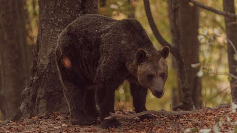 Χαλκιδική: Ανησυχία από τη νέα εμφάνιση αρκούδας στον Ταξιάρχη - Άρπαξε πρόβατα, ζημιές και σε μελίσσια