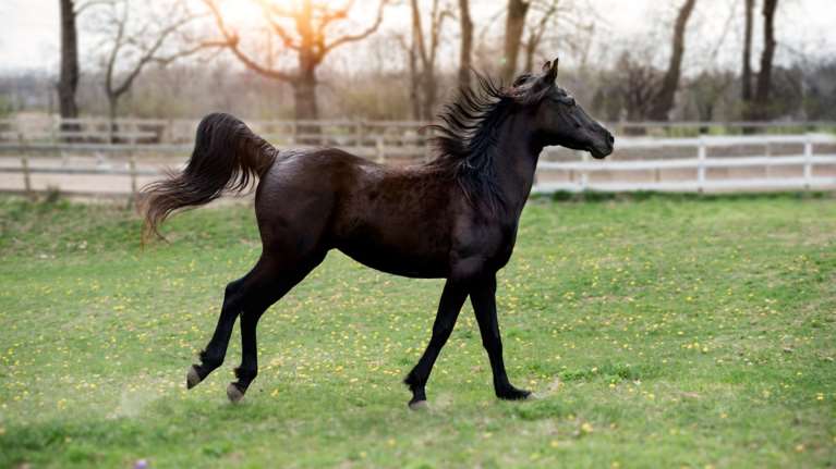 Θεσσαλονίκη: Άλογο δάγκωσε 9χρονο αγόρι σε σχολική εκδρομή - Συνελήφθη η ιδιοκτήτρια της επιχείρησης
