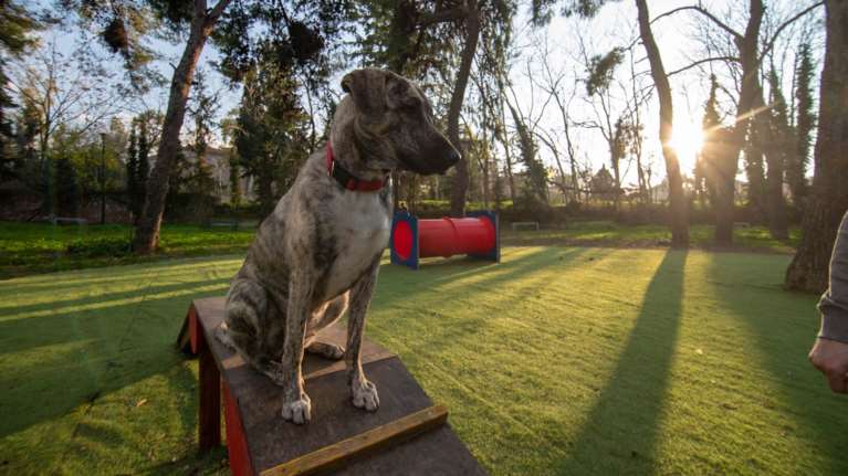 Δύο νέα σύγχρονα dog parks δημιουργήθηκαν στην Αθήνα - Πού βρίσκονται