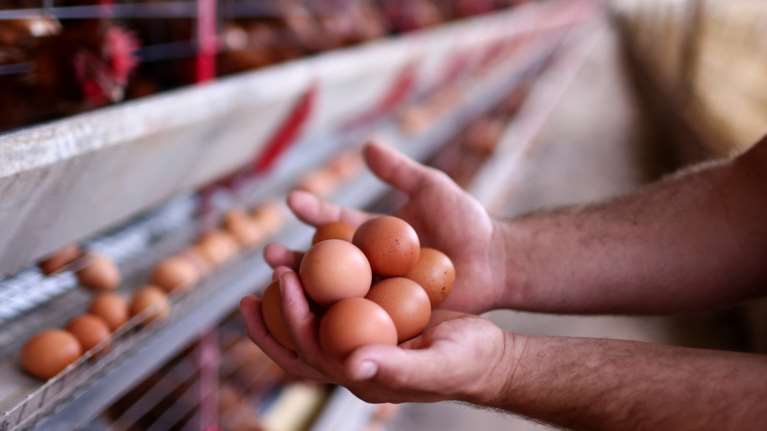 &quot;Πόσα μπορείτε να στείλετε;&quot;: Οι ΗΠΑ ζητά από τη Δανία να εξάγει αυγά λόγω της εκτίναξης των τιμών