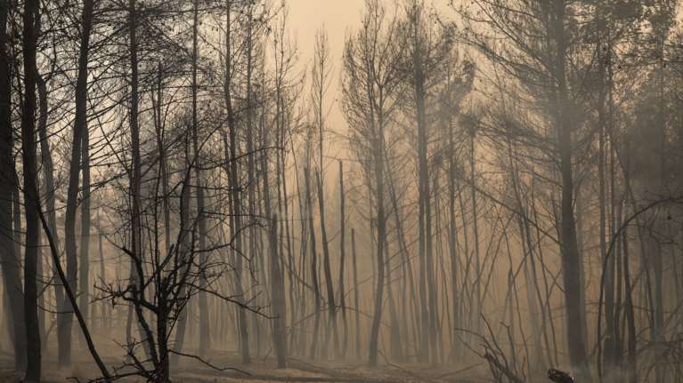 Προφυλακίστηκαν οι κατηγορούμενοι για εμπρησμούς σε Κρυονέρι,  Πετρούπολη, Πεδίον του Αρεως