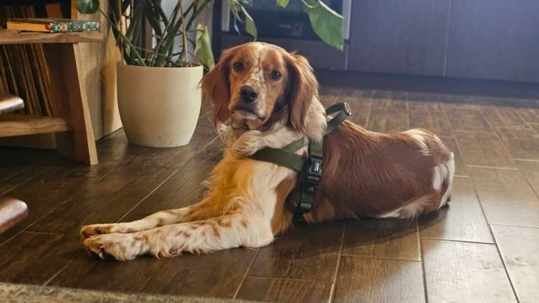 Ο Σταύρος βρέθηκε όπως βρίσκονται συνήθως τα κυνηγόσκυλα, εγκαταλελειμμένος και άρρωστος - Δείτε πόσο κούκλος είναι και σε βίντεο