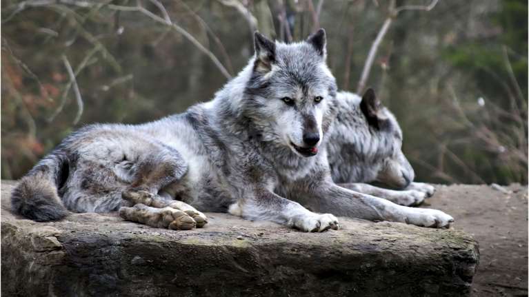 Μαζική απόδραση λύκων στη Γαλλία: Εννέα θηλαστικά απέδρασαν από ζωολογικό κήπο [βίντεο]